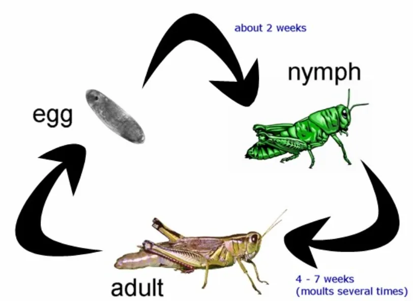 A Grasshopper Life Cycle Complete Guide from Egg to Adult (With Facts & Survival Secrets)