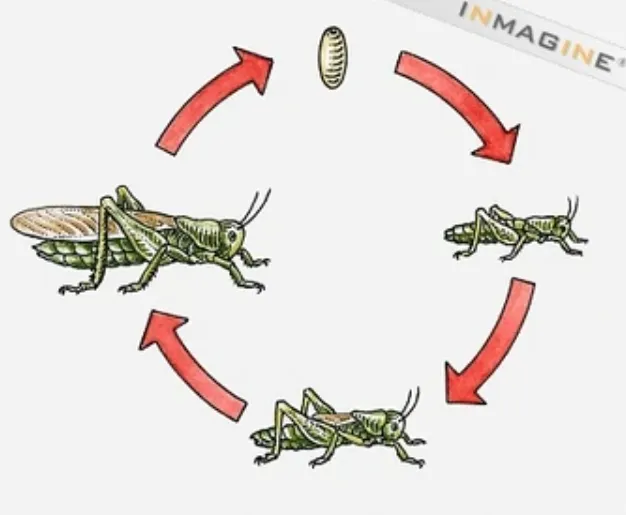 A Grasshopper Life Cycle Complete Guide from Egg to Adult (With Facts & Survival Secrets)
