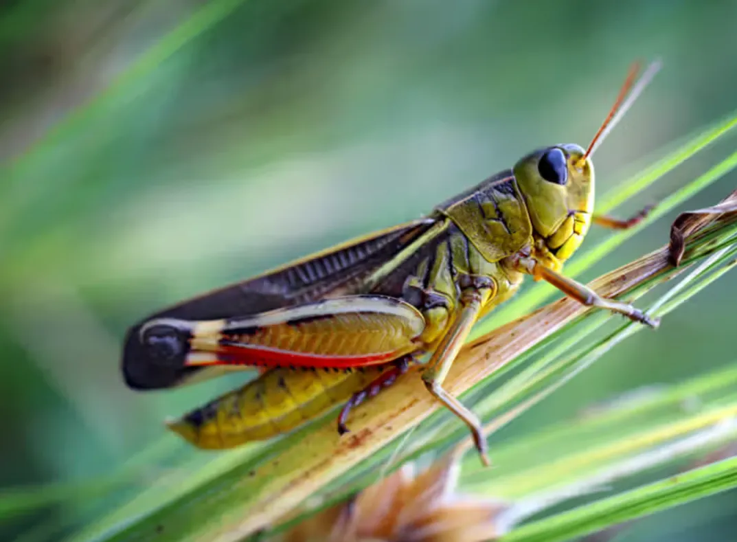 A Grasshopper Life Cycle Complete Guide from Egg to Adult (With Facts & Survival Secrets)
