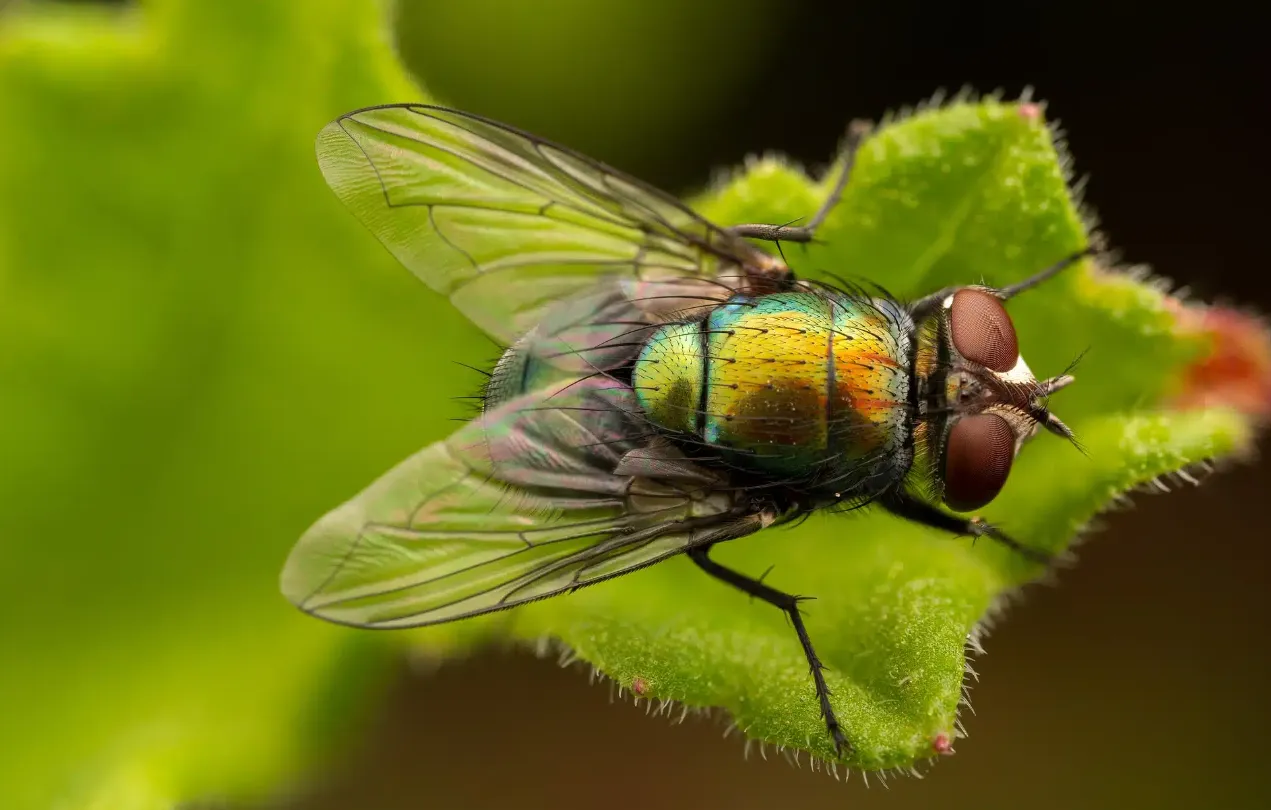 A Life Cycle of a Fly Complete Guide to Growth, Survival, and Ecological Importance