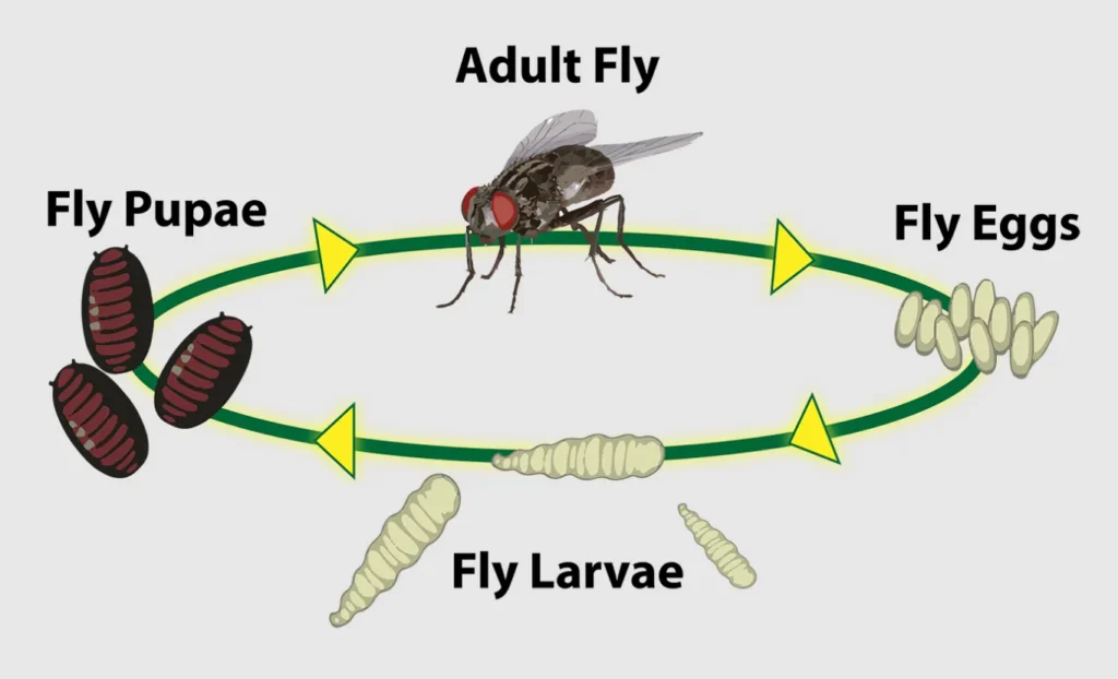 A Life Cycle of a Fly Complete Guide to Growth, Survival, and Ecological Importance