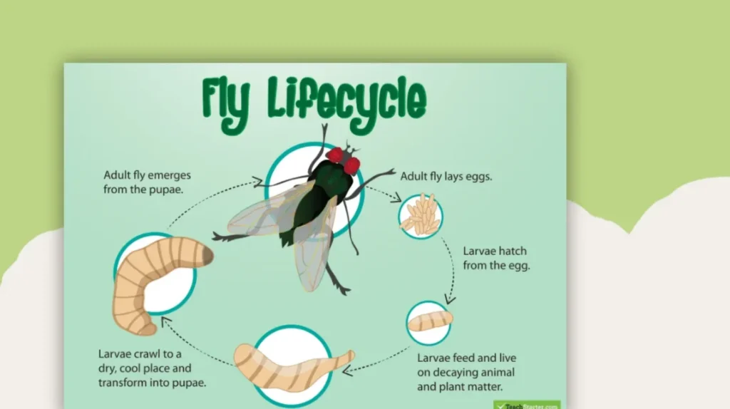 A Life Cycle of a Fly Complete Guide to Growth, Survival, and Ecological Importance