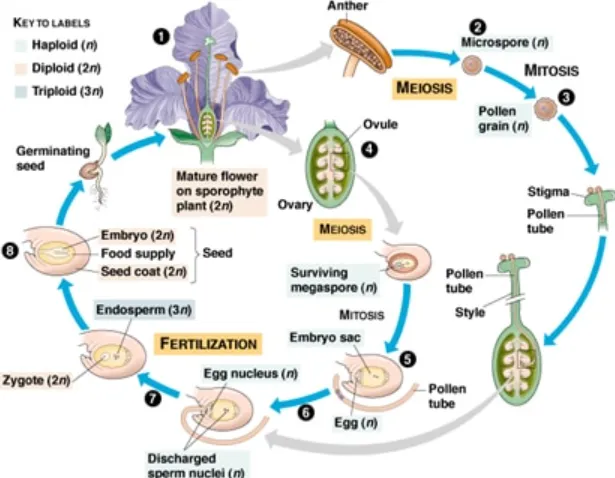 Angiosperm Life Cycle A Complete Guide to Flowering Plant Growth, Reproduction, and Survival