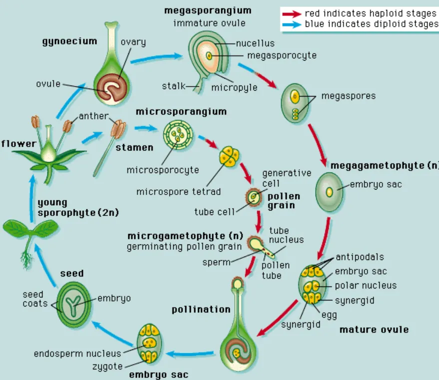Angiosperm Life Cycle A Complete Guide to Flowering Plant Growth, Reproduction, and Survival