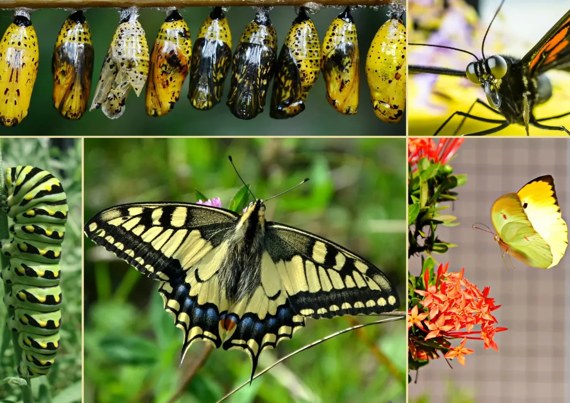 Butterfly Life Cycle Complete Guide to Stages, Evolution, and Survival in Nature