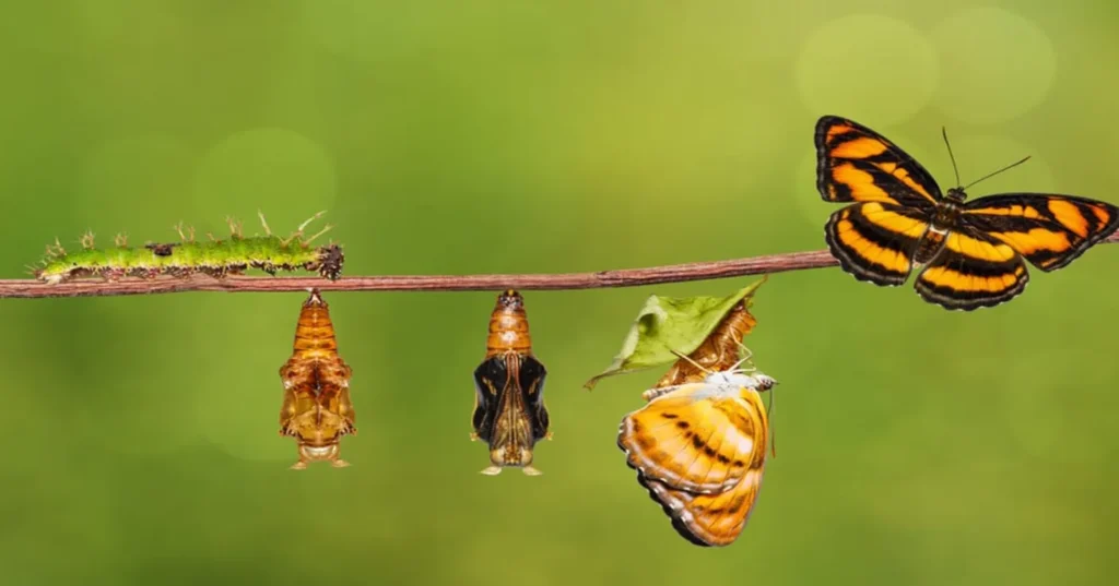 Butterfly Life Cycle Complete Guide to Stages, Evolution, and Survival in Nature