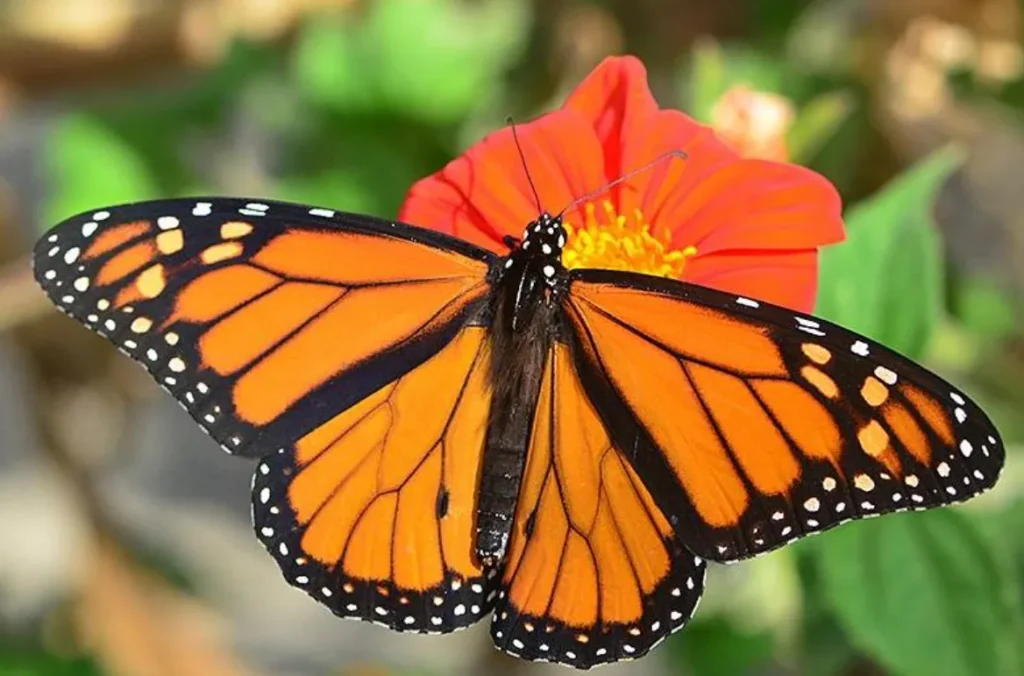 Butterfly Life Cycle Complete Guide to Stages, Evolution, and Survival in Nature