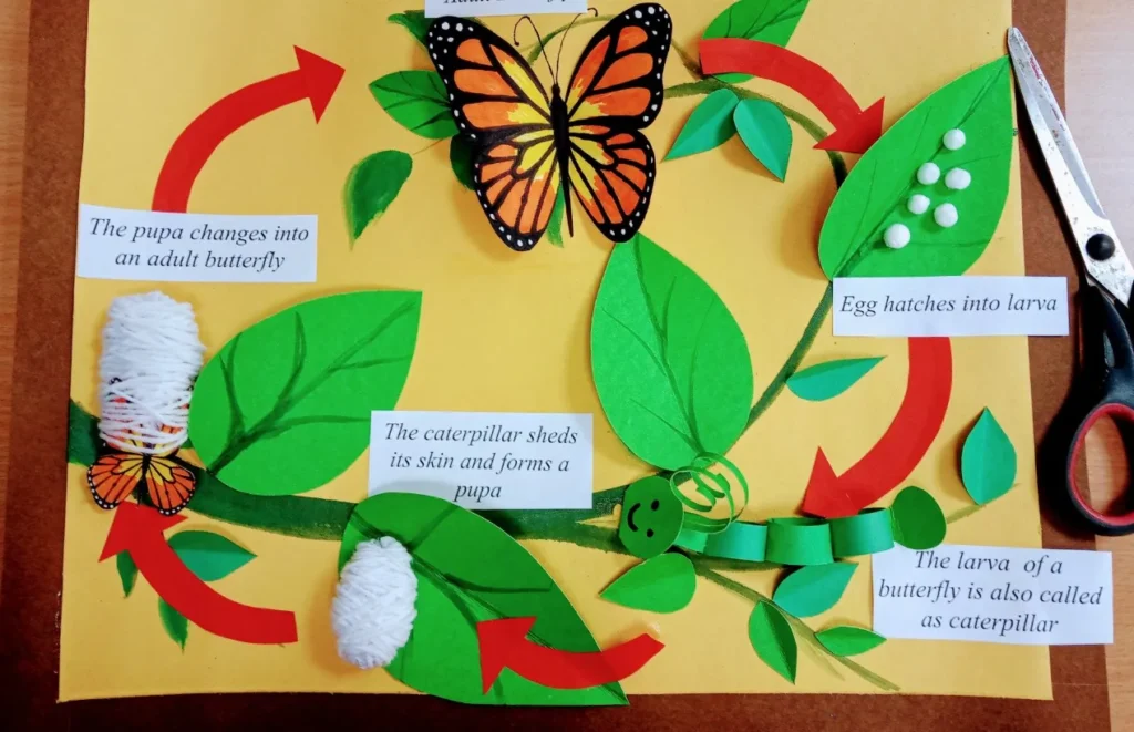 Butterfly Life Cycle Complete Guide to Stages, Evolution, and Survival in Nature