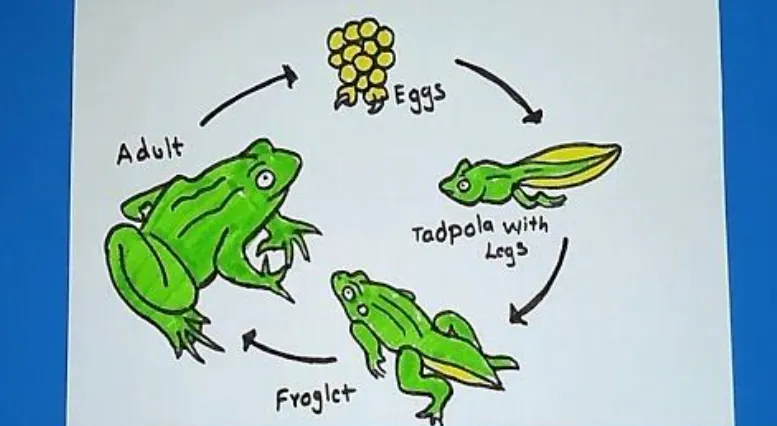 Frog Life Cycle 7 Stages of Frog Life Cycle Explained with Diagram, Facts, and Survival Secrets