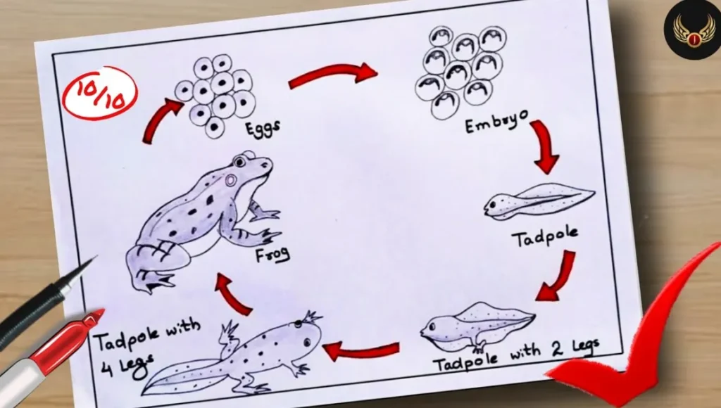 Frog Life Cycle 7 Stages of Frog Life Cycle Explained with Diagram, Facts, and Survival Secrets