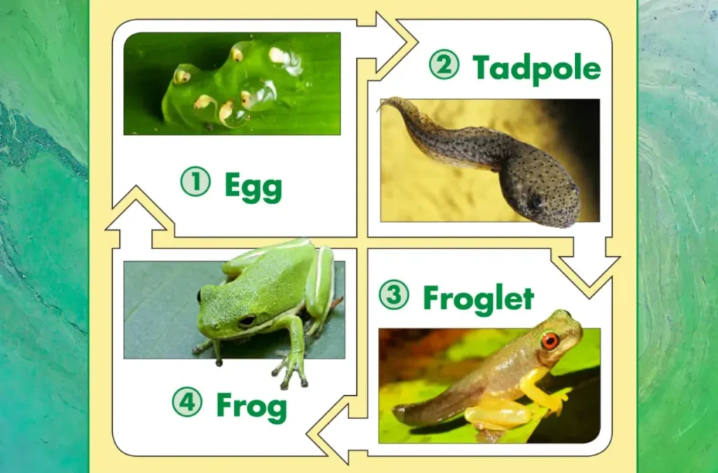 Frog Life Cycle 7 Stages of Frog Life Cycle Explained with Diagram, Facts, and Survival Secrets