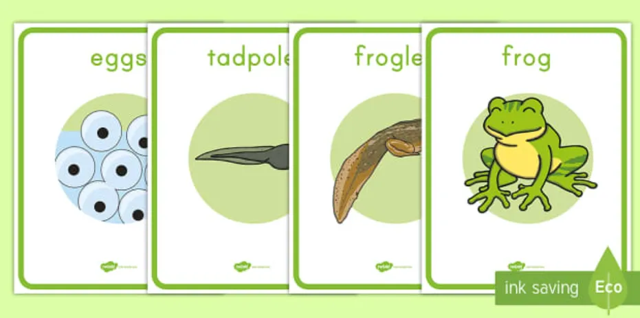 Frog Life Cycle 7 Stages of Frog Life Cycle Explained with Diagram, Facts, and Survival Secrets