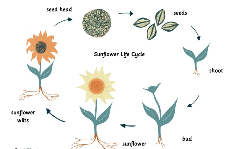 Sunflower Life Cycle Growth Stages, Survival, and Ecological Importance in 2026