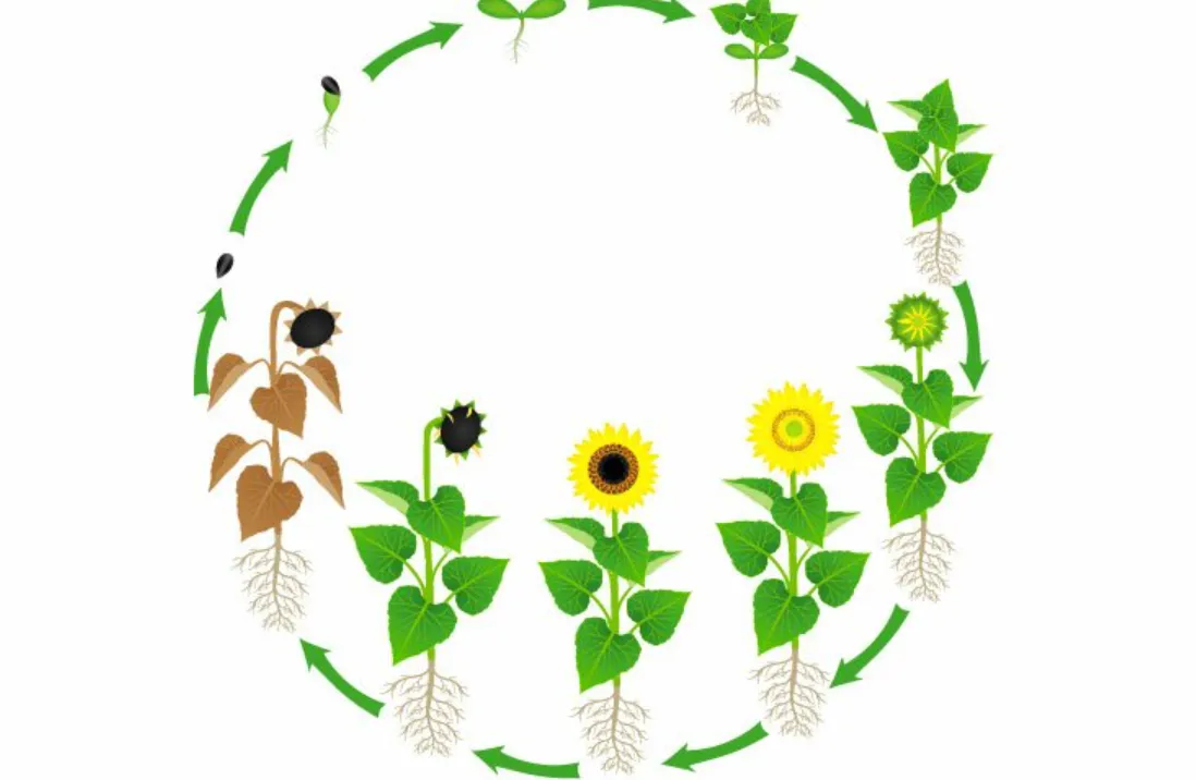 Sunflower Life Cycle Growth Stages, Survival, and Ecological Importance in 2026