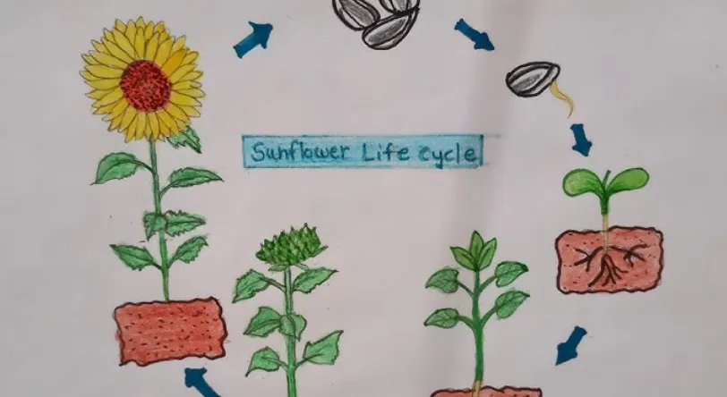 Sunflower Life Cycle Growth Stages, Survival, and Ecological Importance in 2026