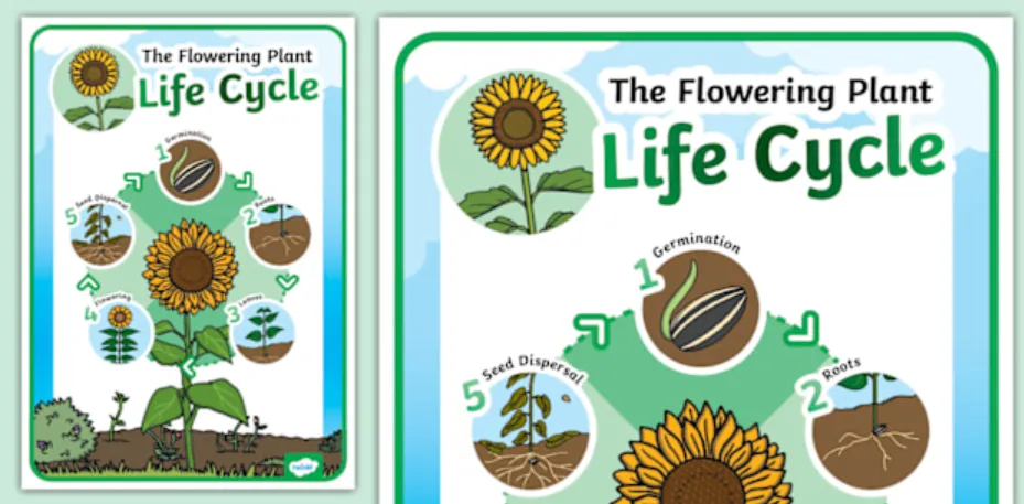 Sunflower Life Cycle Growth Stages, Survival, and Ecological Importance in 2026