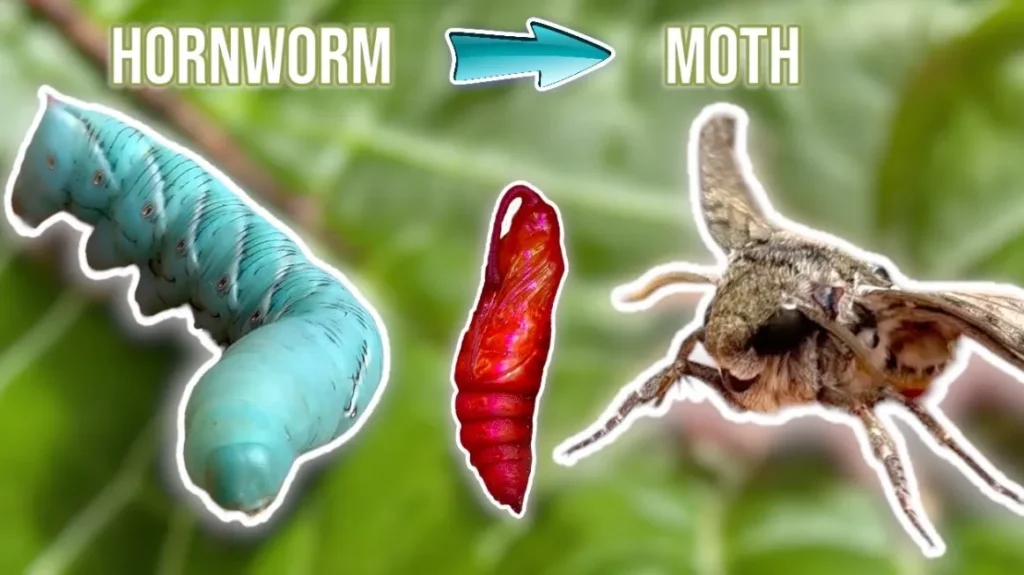 Tomato Hornworm Life Cycle Complete Guide to Growth, Survival, and Garden Impact (2026)