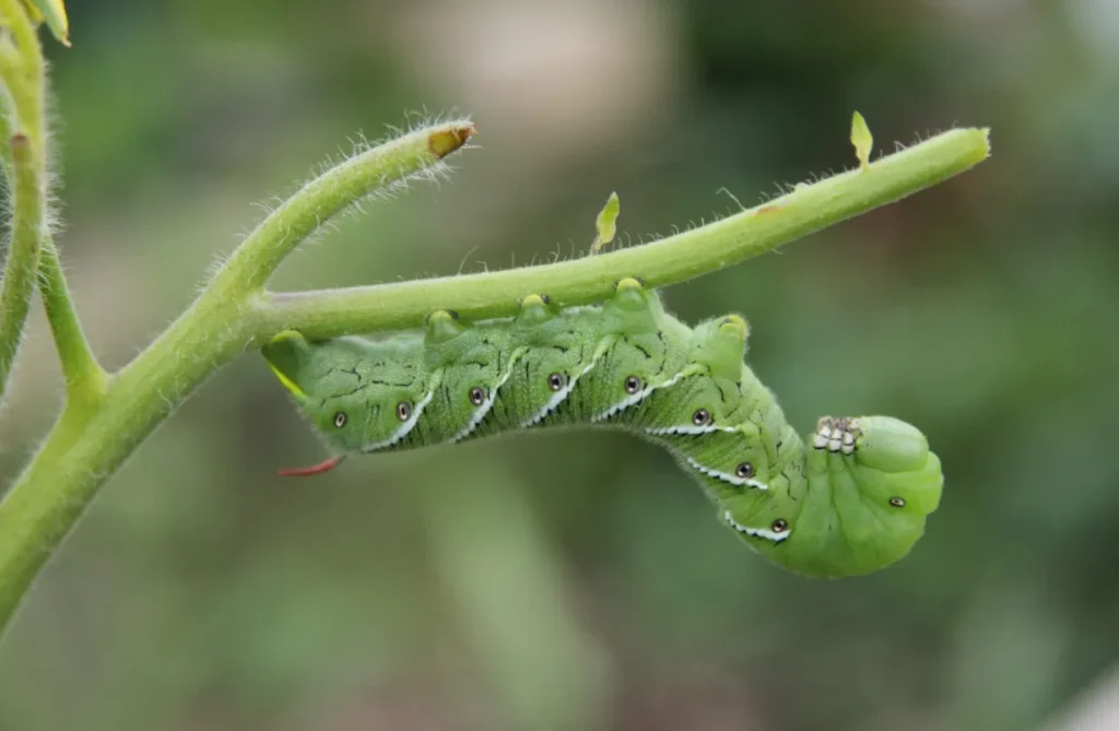 Tomato Hornworm Life Cycle Complete Guide to Growth, Survival, and Garden Impact (2026)