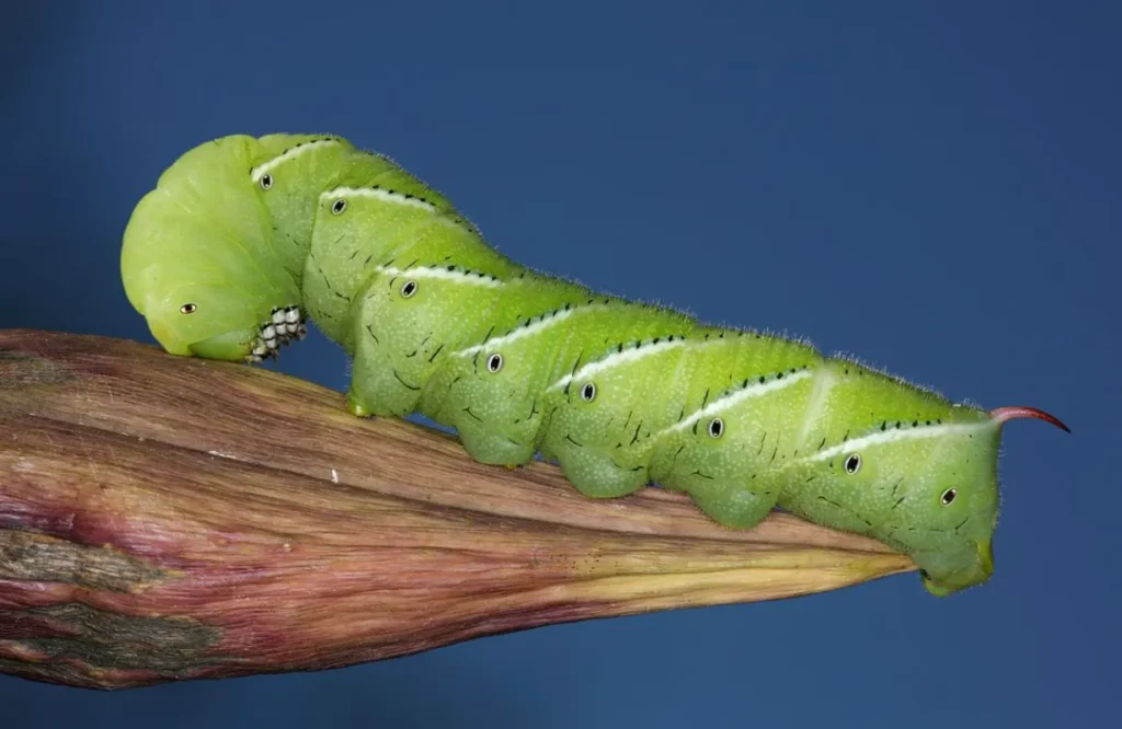 Tomato Hornworm Life Cycle Complete Guide to Growth, Survival, and Garden Impact (2026)