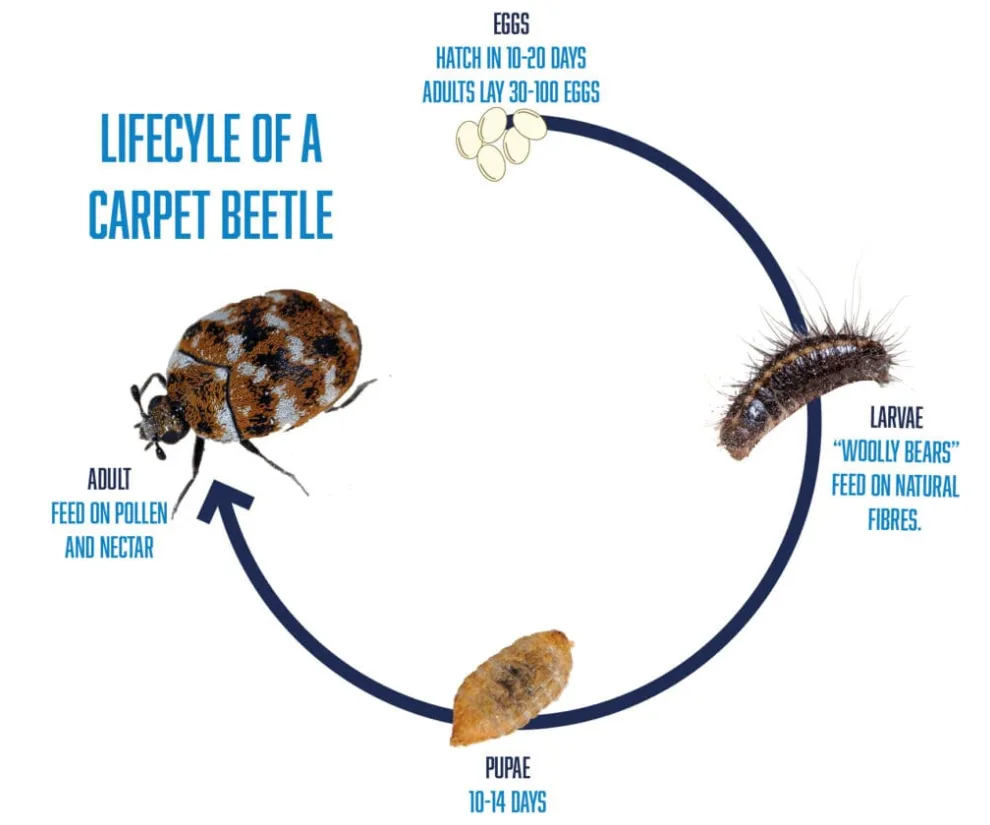 Varied Carpet Beetle Life Cycle Complete Guide to Their Growth, Behavior, and Ecological Role (2026)