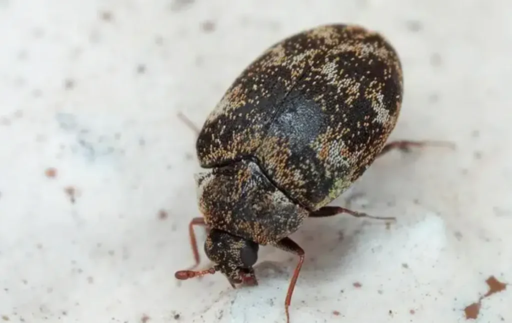 Varied Carpet Beetle Life Cycle Complete Guide to Their Growth, Behavior, and Ecological Role (2026)