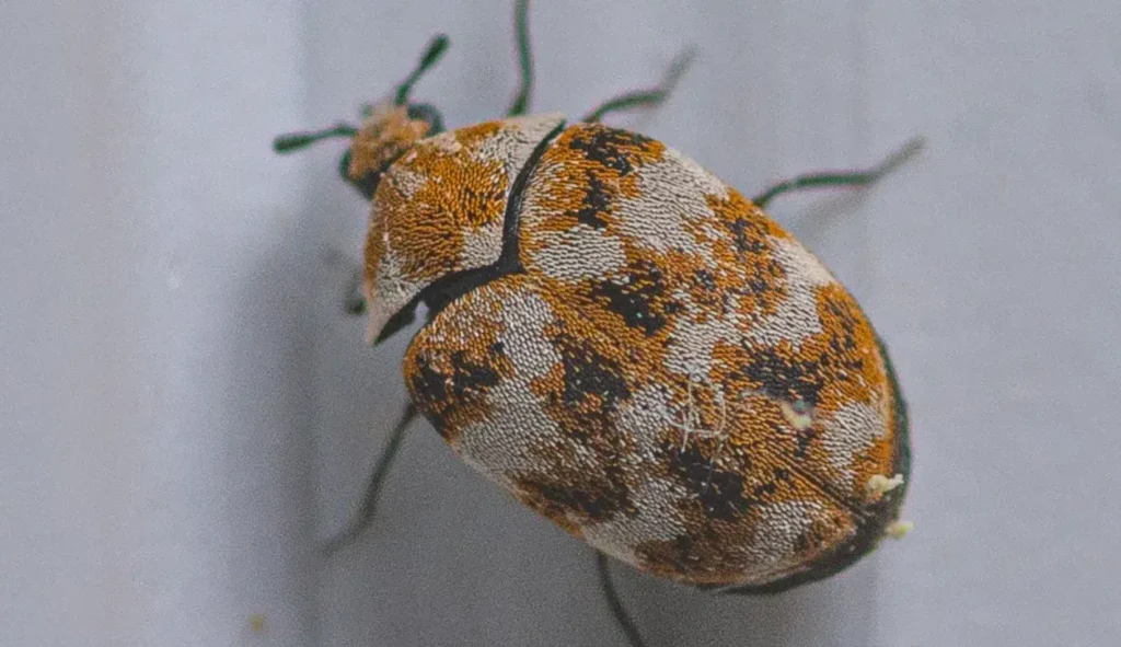 Varied Carpet Beetle Life Cycle Complete Guide to Their Growth, Behavior, and Ecological Role (2026)