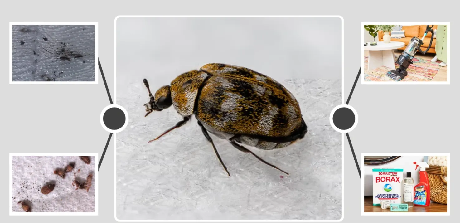 Varied Carpet Beetle Life Cycle Complete Guide to Their Growth, Behavior, and Ecological Role (2026)