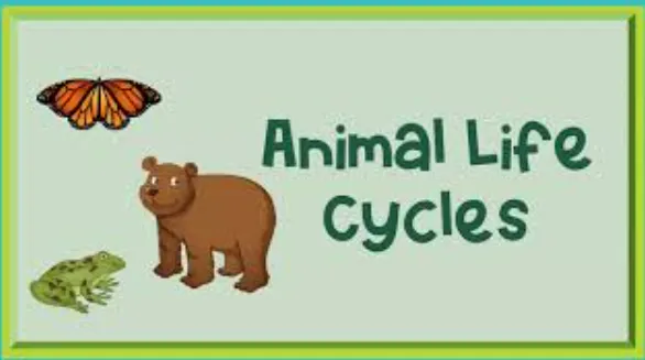Animal Life Cycle A Complete Guide to Growth, Survival, and Evolution in Nature