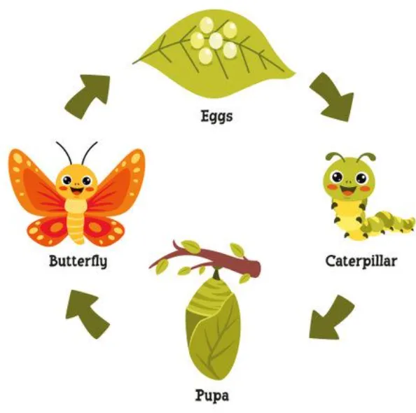 Animal Life Cycle A Complete Guide to Growth, Survival, and Evolution in Nature