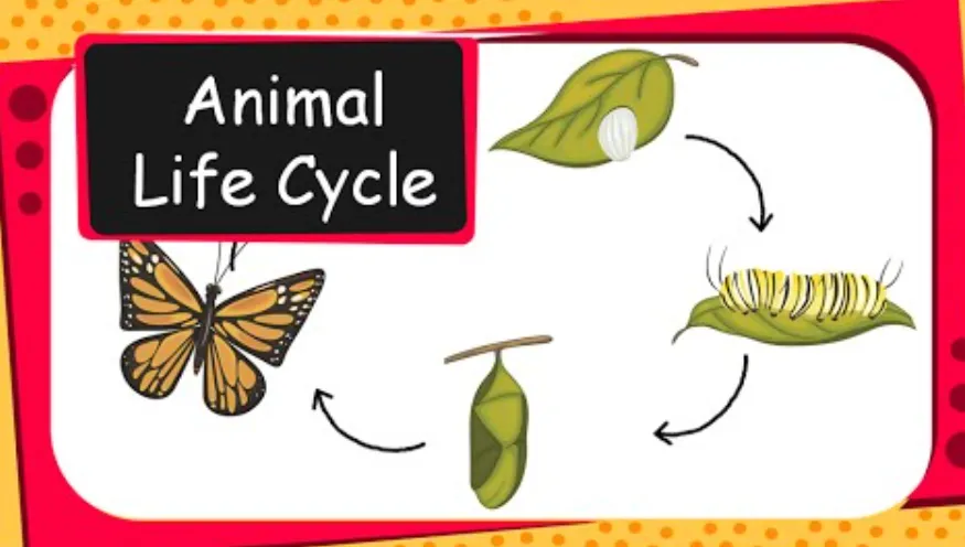 Animal Life Cycle A Complete Guide to Growth, Survival, and Evolution in Nature