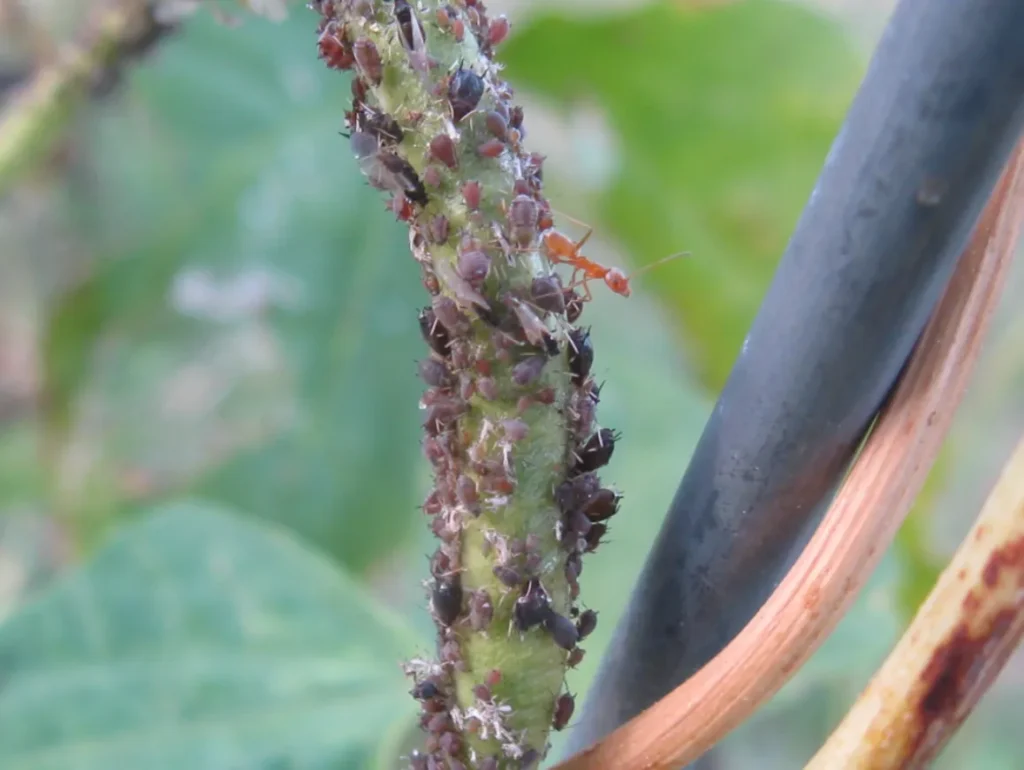 Aphid Life Cycle