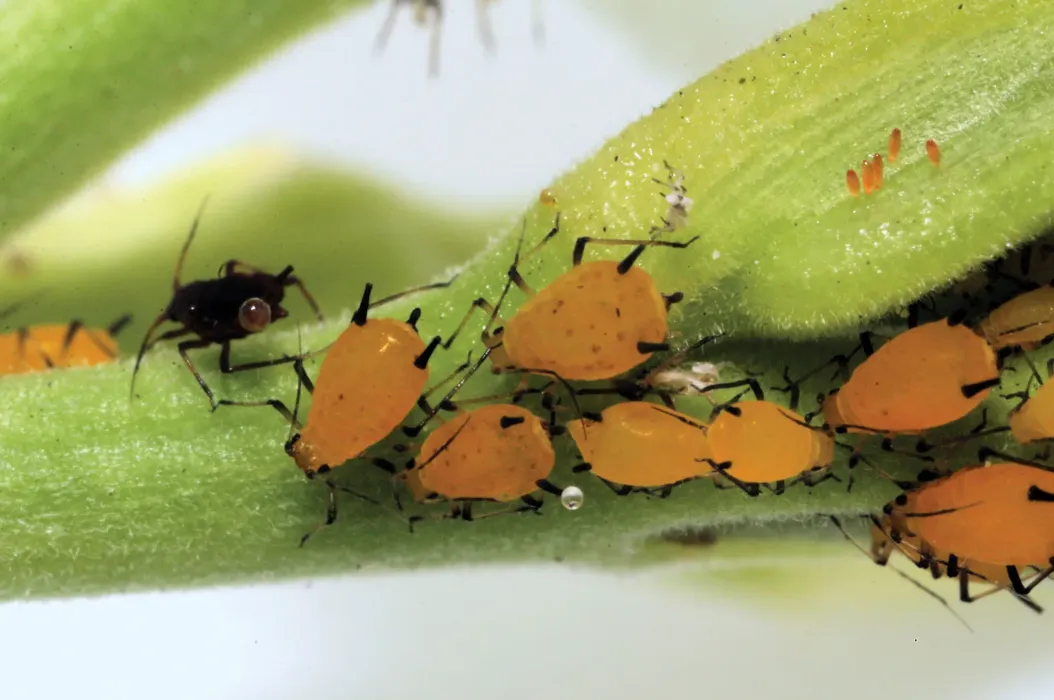 Aphid Life Cycle