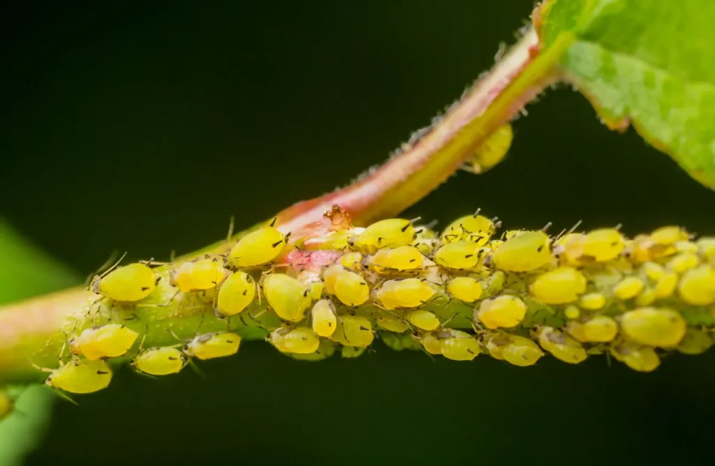 Aphid Life Cycle