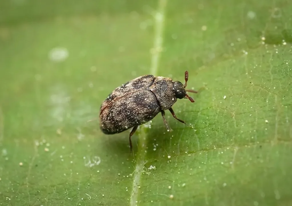 Carpet Beetle Life Cycle Explained Complete Guide to Stages, Survival, and Prevention (2026)