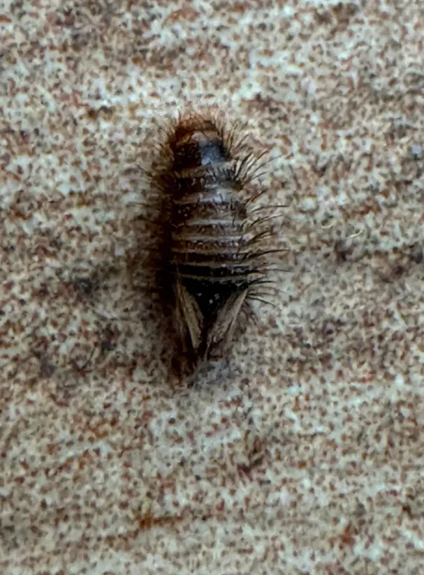 Carpet Beetle Life Cycle Explained Complete Guide to Stages, Survival, and Prevention (2026)