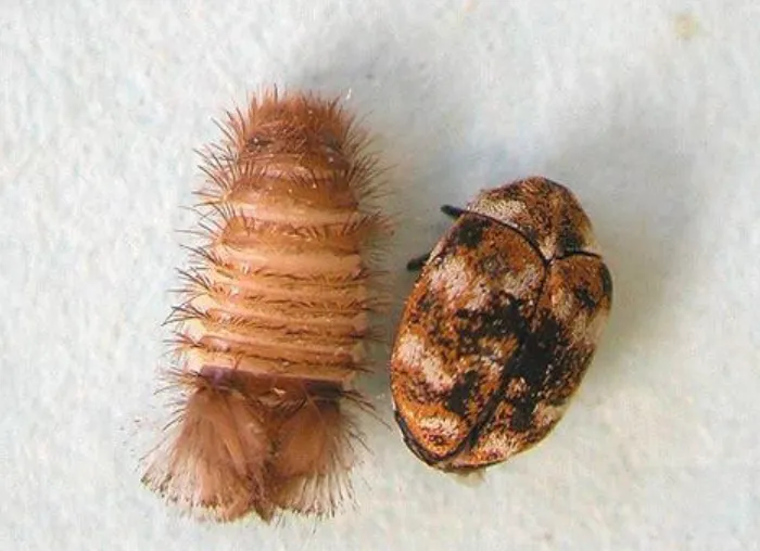 Carpet Beetle Life Cycle Explained Complete Guide to Stages, Survival, and Prevention (2026)