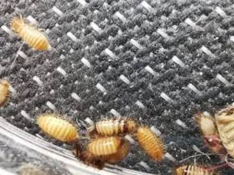 Carpet Beetle Life Cycle Explained Complete Guide to Stages, Survival, and Prevention (2026)