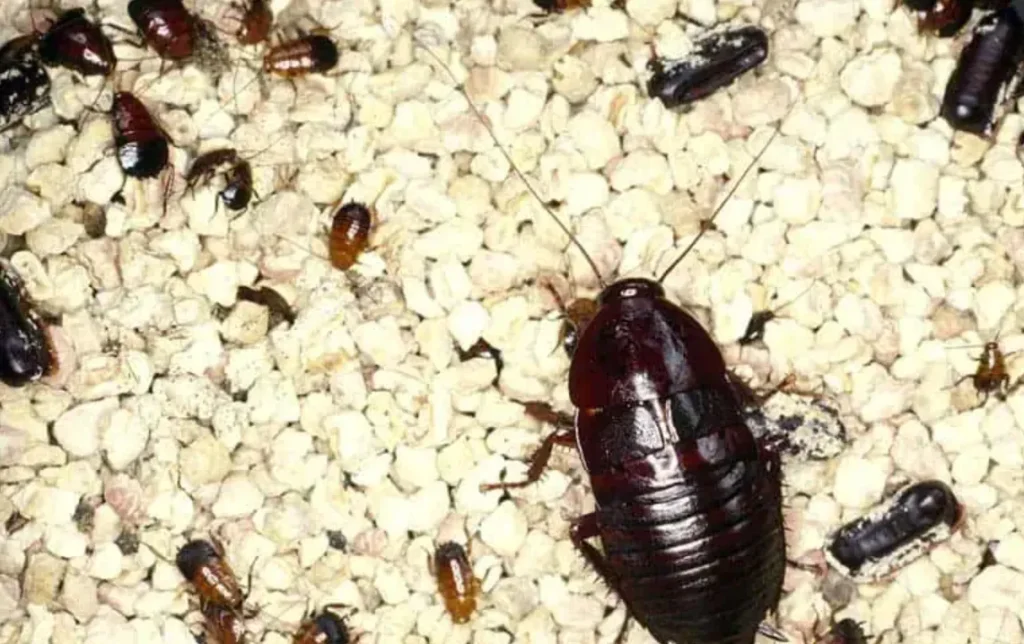 Cockroach Life Cycle Explained From Eggs to Survival Masters in Nature
