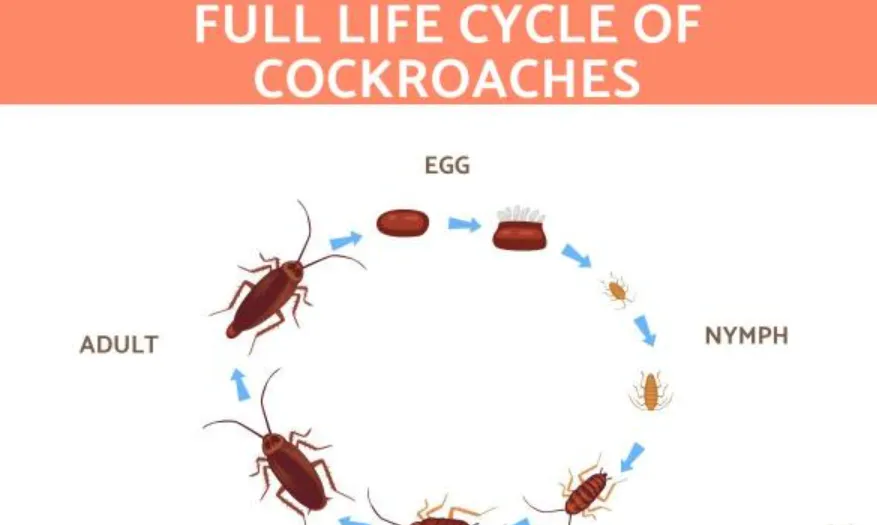 Cockroach Life Cycle Explained From Eggs to Survival Masters in Nature