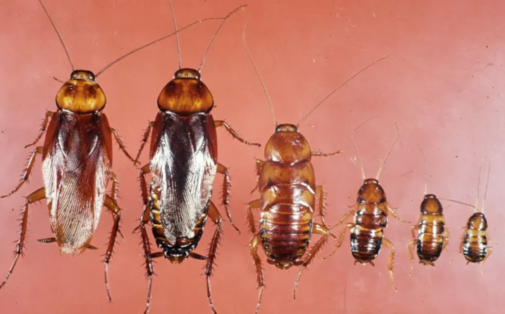 Cockroach Life Cycle Explained From Eggs to Survival Masters in Nature