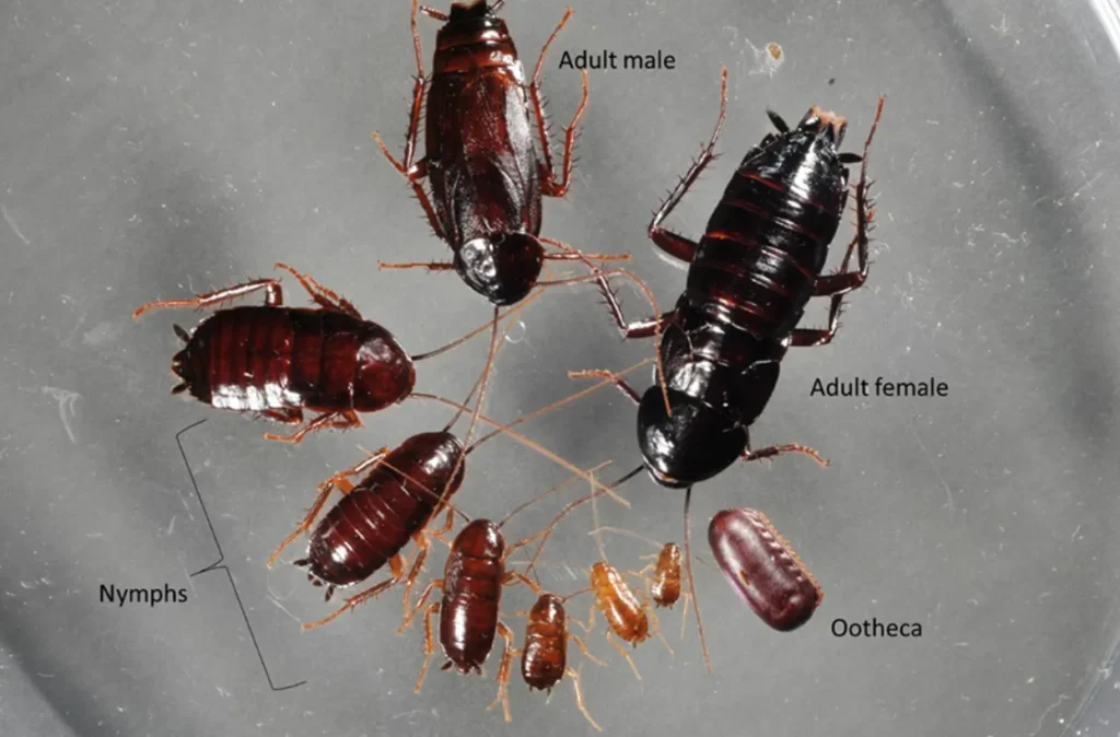 Cockroach Life Cycle Explained From Eggs to Survival Masters in Nature