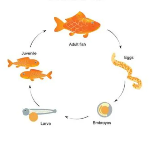 Fish's Life Cycle