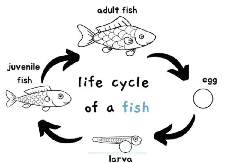 Fish's Life Cycle