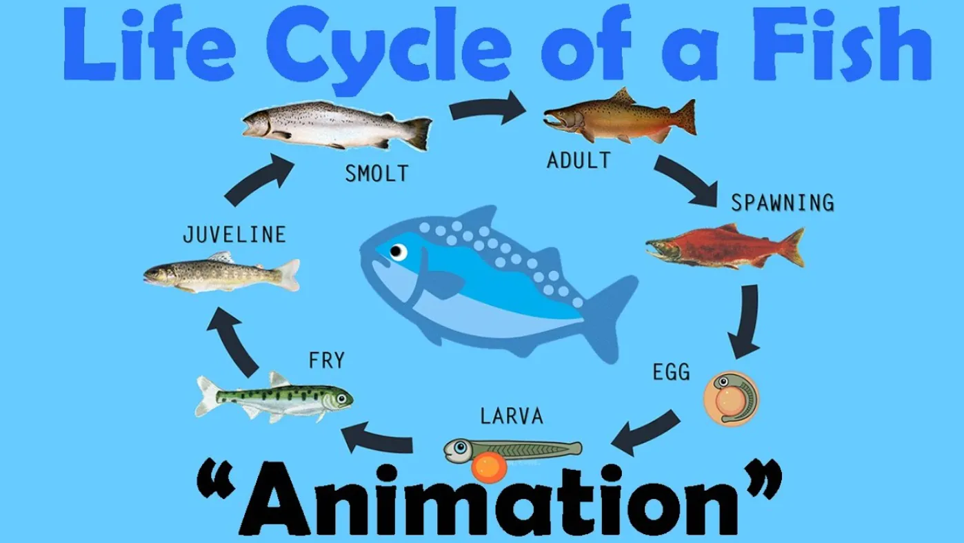 Fish's Life Cycle