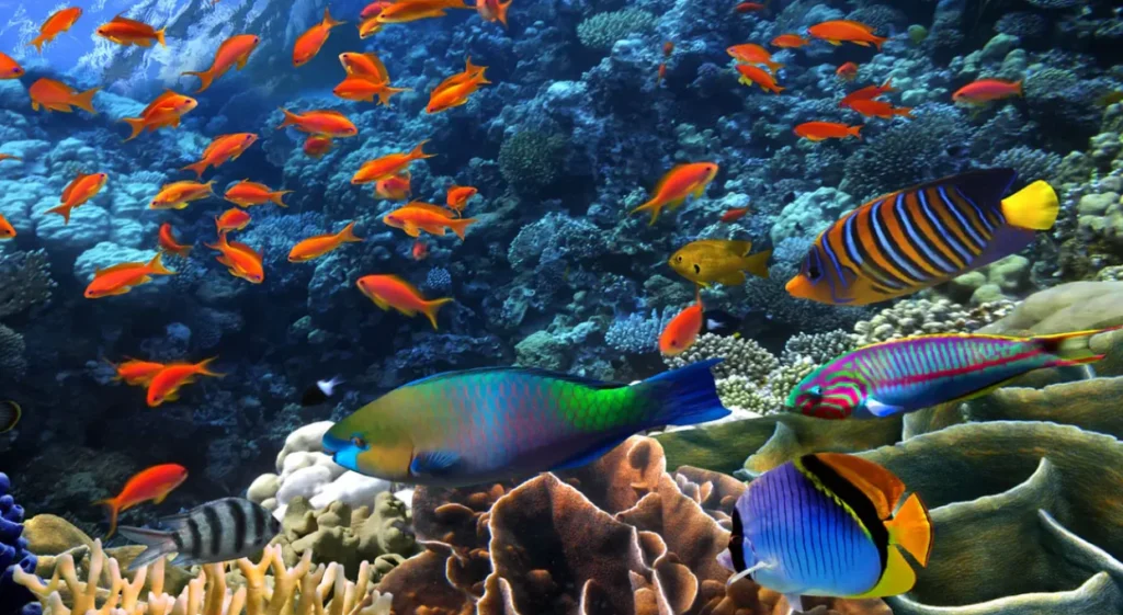 Life Cycle of Fishes