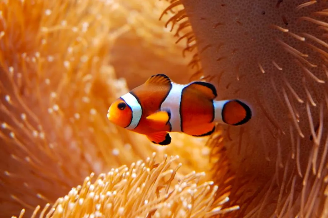 Life Cycle of Fishes