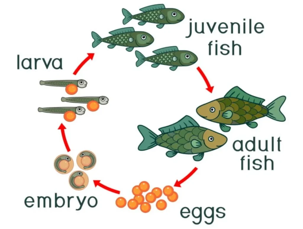 Life Cycle of Fishes