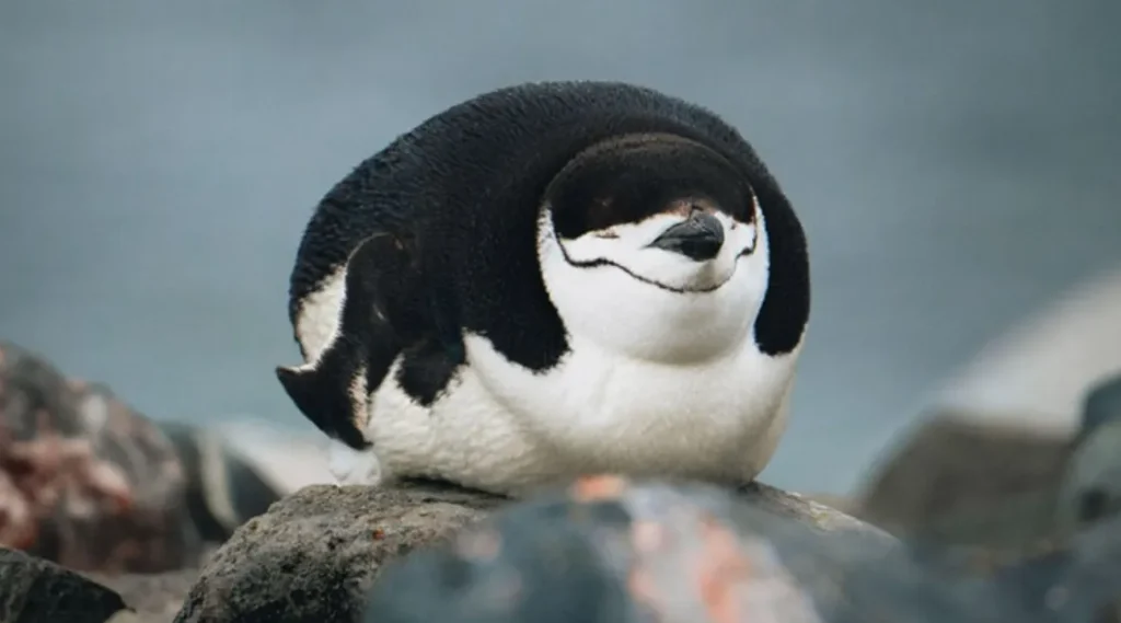 Life Cycle of Penguins