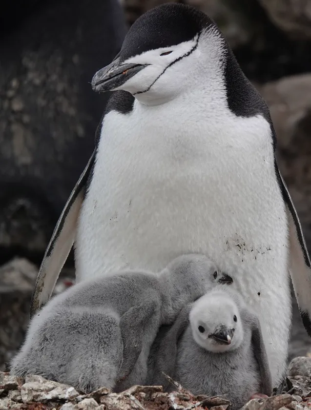 Life Cycle of Penguins
