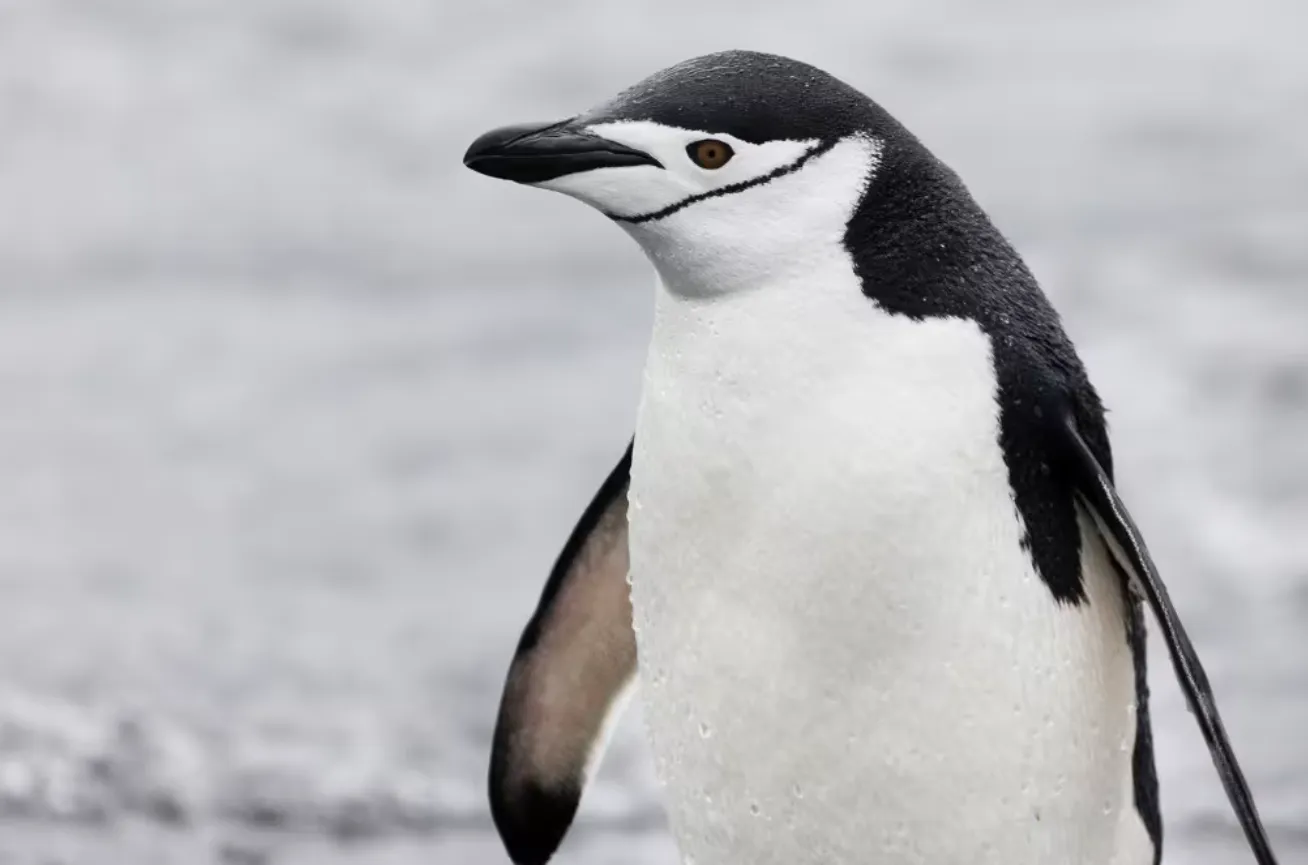 Life Cycle of Penguins